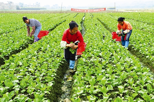 沙头村蔬菜基地