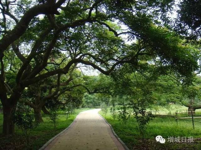 增城绿道 增城绿道