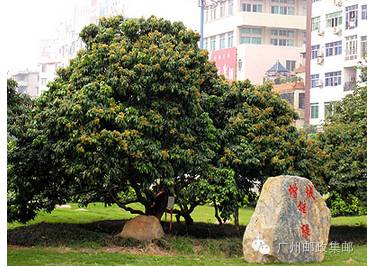 增城荔枝 增城荔枝