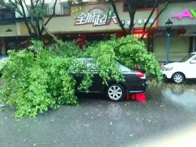 增城手机街 树木倒塌