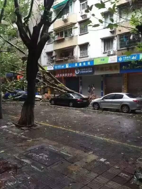 增城手机街 树木倒塌