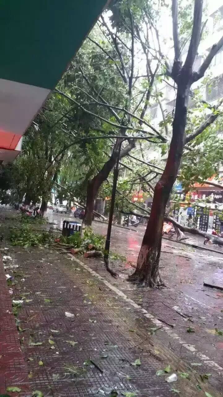 增城手机街 树木倒塌