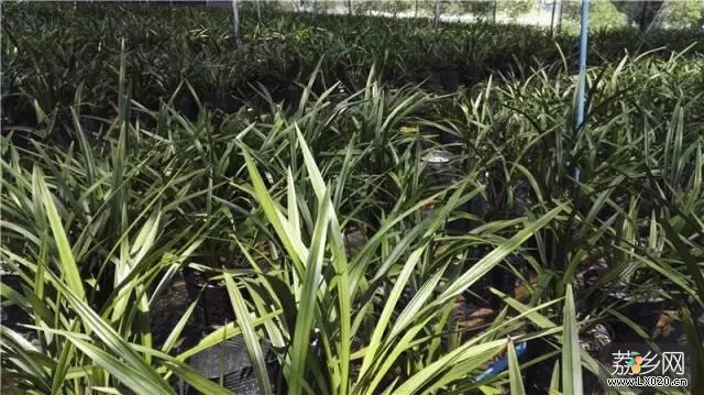 路边村种植基地的兰花种植 路边村种植基地的兰花种植